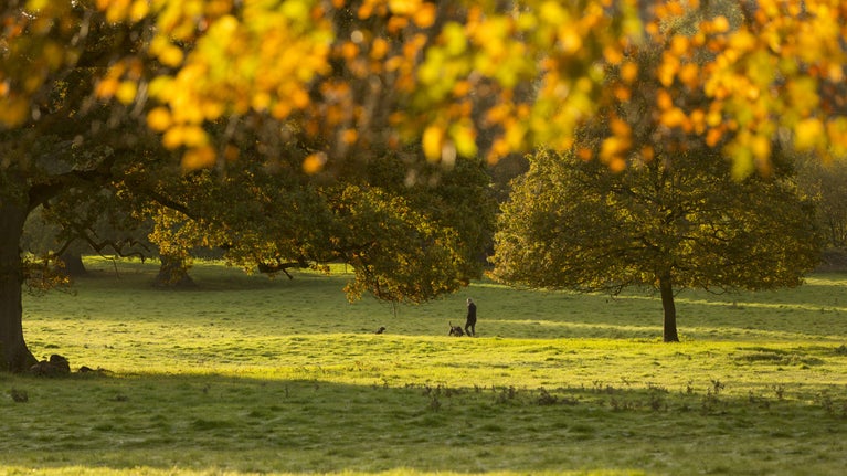 Visitor walking dogs in the parkland at Montacute House, Somerset